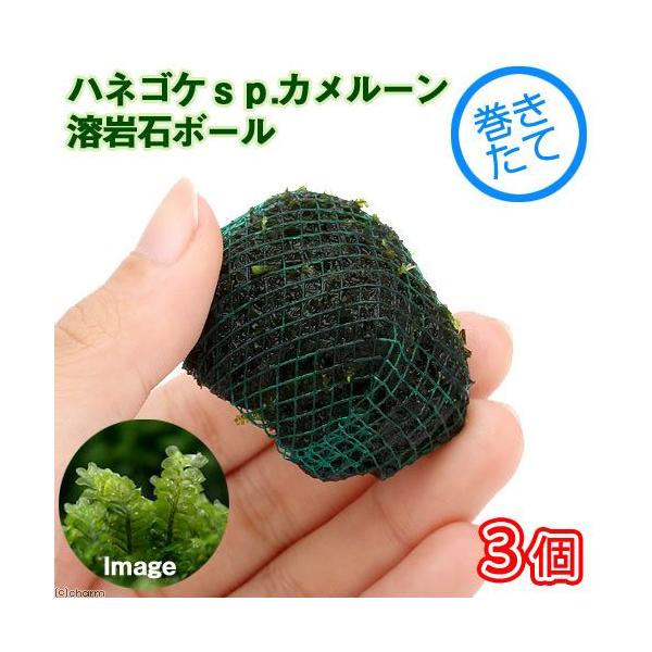 ijā@nlSPDJ[Y@n΃{[itji_jiRj