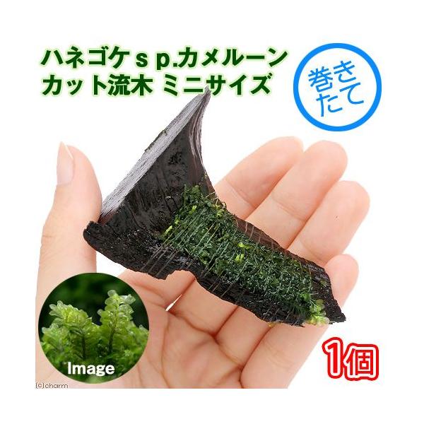 ijā@nlSPDJ[Y@؁@~jTCYiWȉjitji_jiP{j