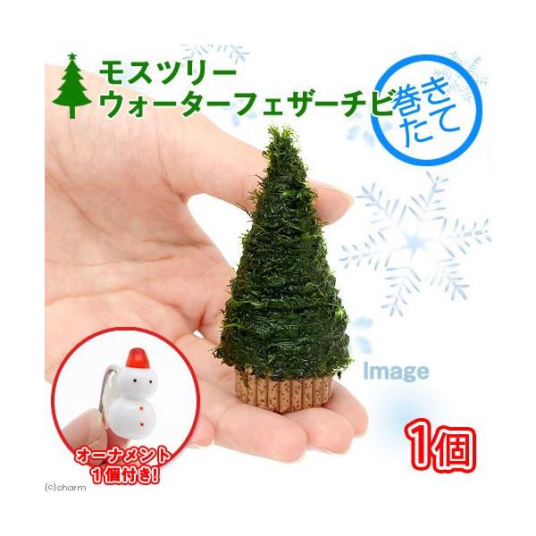 ijā@Xc[iEH[^[tFU[j`rTCYitji_jiPjiI[igPtj@{Bl