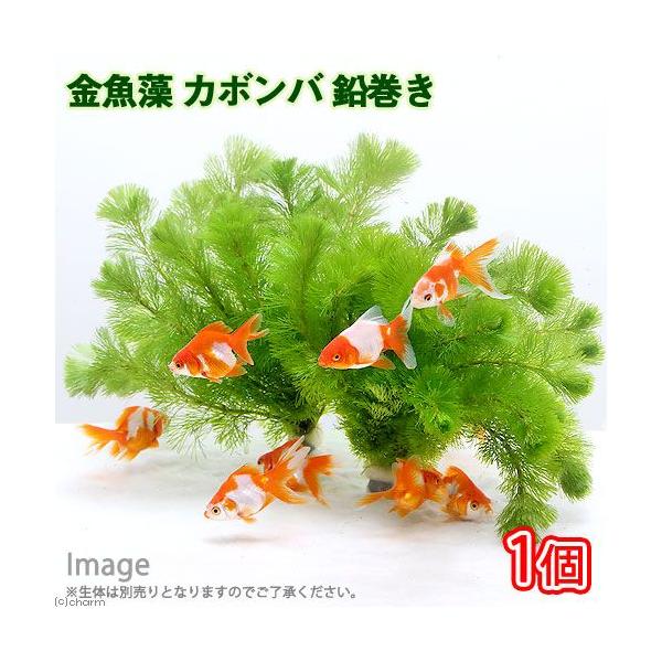 水草 メダカ 金魚藻 カボンバ 鉛巻き ７ １０本 １個 北海道航空便要保温 Buyee Buyee 提供一站式最全面最專業現地yahoo Japan拍賣代bid代拍代購服務 Bot Online