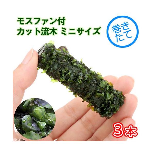 ijā@Xt@t@Jbg؁@~jTCYiWȉji_jiR{j