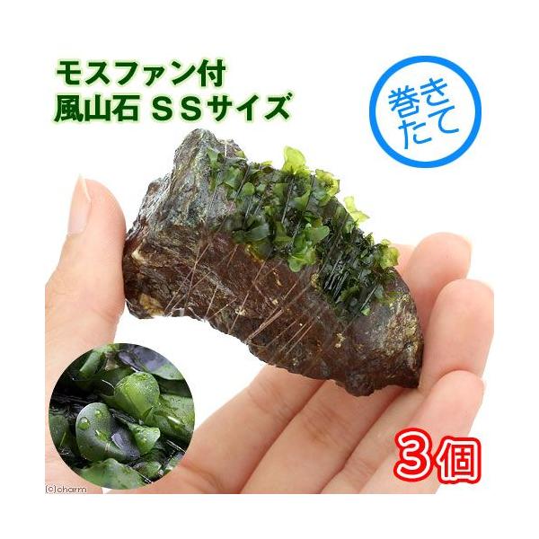 ijā@Xt@t@R΁@rrTCYiWȉji_jiRj