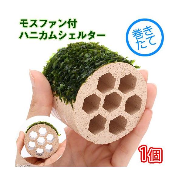 ijā@Xt@t@njJVF^[i_jiPj