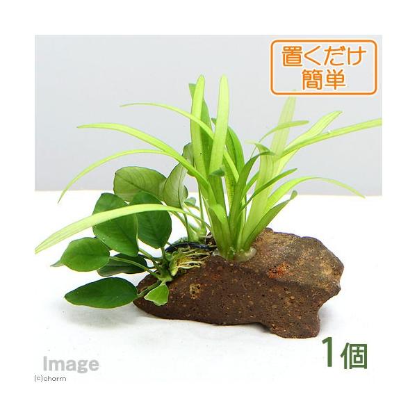 ijuȒP@sO~[`F[TW^A@@AkrAXii@nΕtitjiPj