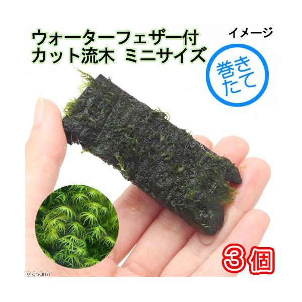 ijā@EH[^[tFU[@؁@~jTCYiWȉjitji_jiRj