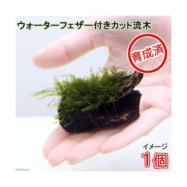 ij琬ρ@EH[^[tFU[@؁@~jTCYiWȉjitji_jiPj