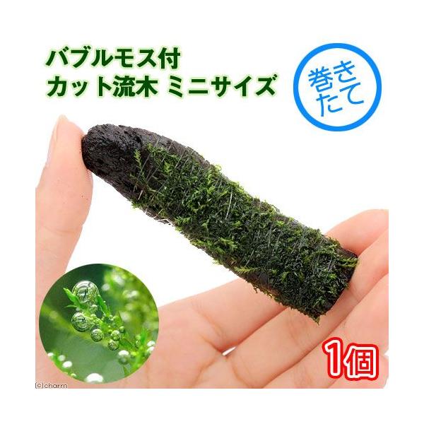 ijā@ouX@؁@~jTCYiWȉjitji_jiP{j