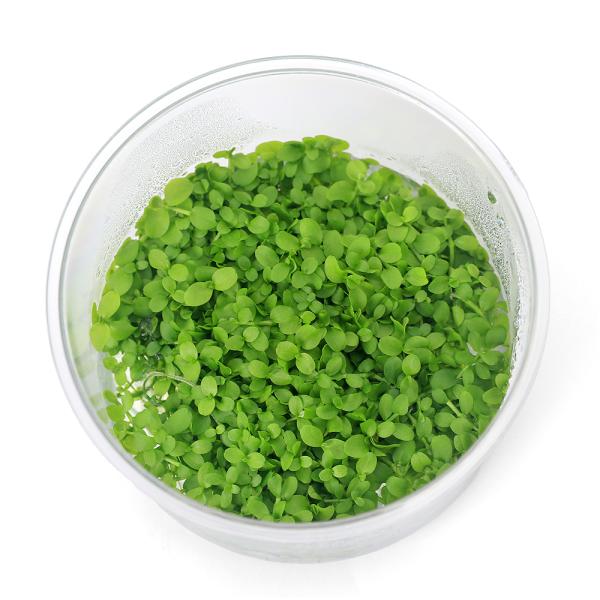 PF_SPQ　水草　前景草　草原　絨毯　組織培養　カップ　ミクランテムム　ニューラージ　Ｎｅｗラージパールグラス　ゴマノハグサ科　Ｓｃｒｏｐｈｕｌａｒｉａｃｅａｅ　ミクランテムム属　Ｍｉｃａｎｔｈｅｍｕｍ　ｔｗｅｅｄｉｅｉ　YT　20240...