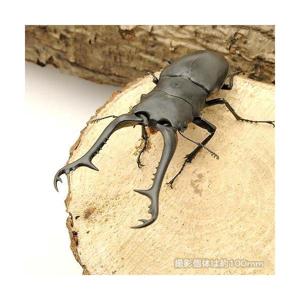 PF_SPQ　▲クワガタ　外国産ノコギリクワガタ　カブト・クワガタ・用品　カブトムシ・クワガタ　外国産クワガタ（幼虫）　▲ギラファノコギリクワガタ“フローレス産”　ギラファノコギリ　幼虫　昆虫　昆虫生体　sns202410insect