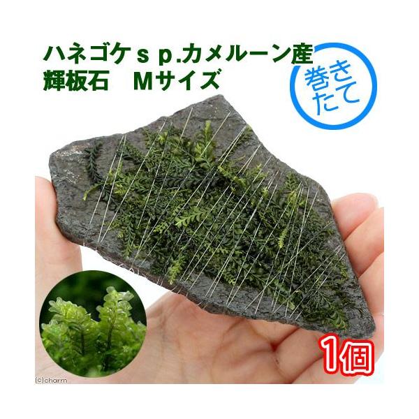 ijā@nlSPDJ[Y@P΁@lTCYiPSjitji_jiPj