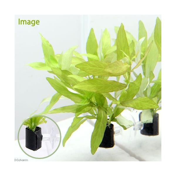 ijnCOtB@|Xy}@@AJi_jiPj