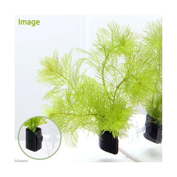 ij~ItB@}gObZZ@@AJi_jiPj