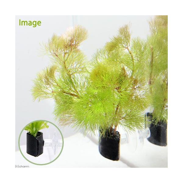 ij_JE@CG[J{o@@AJiPj