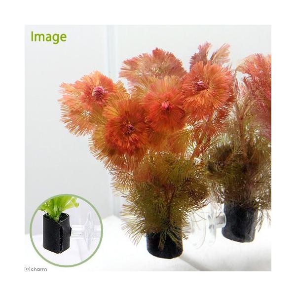 ij_JE@bhJ{o@@AJiPj