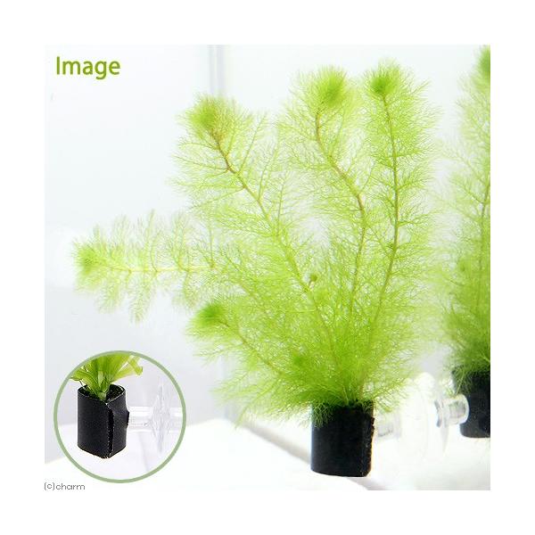 熱帯魚　_wp　_aqua　金魚・メダカ　金魚藻　有茎（ア行）　ＣＯ２なしでも育つ水草　水草　後景草　透明感のある　金魚に合う水草　メダカや金魚と相性のいいアナカリス　all_plants　メダカ水草　hansyoku_anakari　アナ...