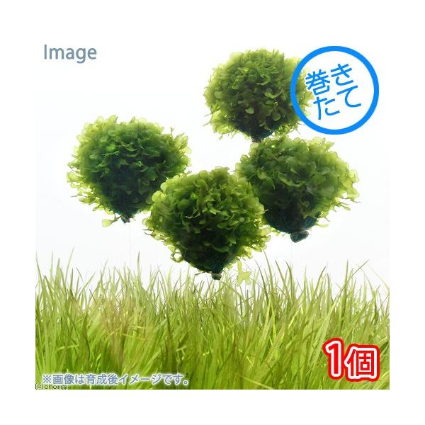 熱帯魚　_aqua　モスファン　水草　モス　all_plants　wp_kywrd　_wfzbrwpＡＴ　20150313　catmosscreate2022marchantia　point5wplants　seitaieventeb202510
