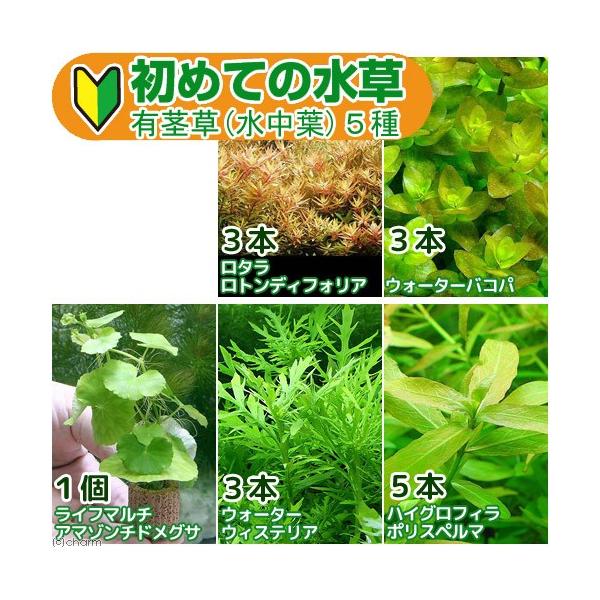 熱帯魚　_wp　_aqua　ビギナーにオススメ　水草セット０８０９　水草　セット　レイアウト　水草ビギナーセット　wp_kywrd　初心者　初めての水草シリーズ　20150707　HMY　1500円セット　1500円　reiauto01　p...