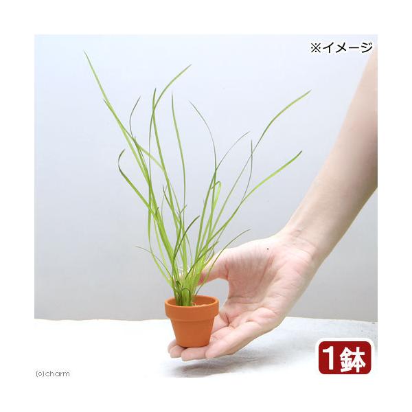 ijoXlA@ii@~jfĂi_jiPj