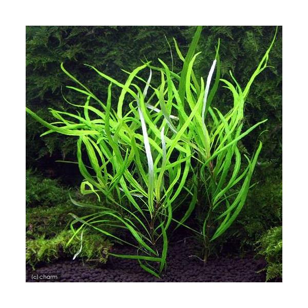 PF_SPQ　_aqua　熱帯魚　有茎　サ〜ナ行　水草　後景草　細い　テンプルプラント　ナロー　20180612　JA　大きい　細長い　p5mizbrk2305　seitaieventhp202508