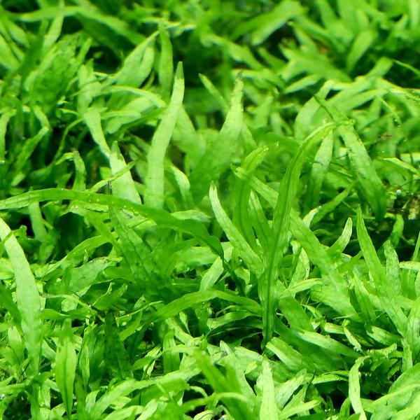 PF_SPQ　熱帯魚　水草　all_plants　ミクロソリウム　ミクロソラム　活着　陰性水草　低光量　しだ　羊歯　プテロプス　水草苑　20220629　RS　ウラボシ科　Polypodiaceae　ヌカボシクリハラン属　Microsori...