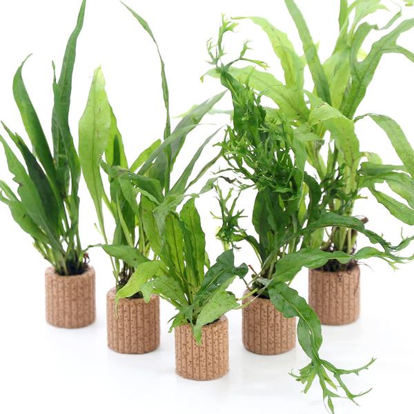 熱帯魚　_aqua　活着する水草　シダ　水草　ミクロソリウム　ミクロソリウムはこちら　20211121　RS　2021kouki　y21m11　陰性水草　低光量　greenplants　羊歯　ウラボシ科　Polypodiaceae　ヌカボシ...