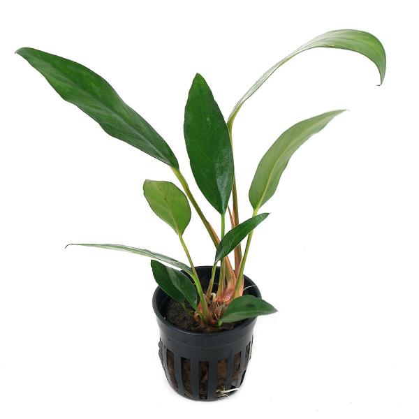 ijAkrAX@At[[it_ցjitjiP|bgj