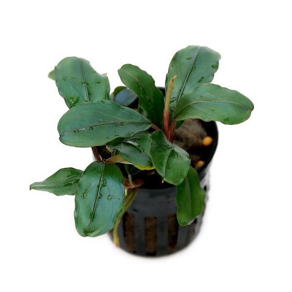 【ルージュ】Bucephalandra sp Theia set chanet_404337