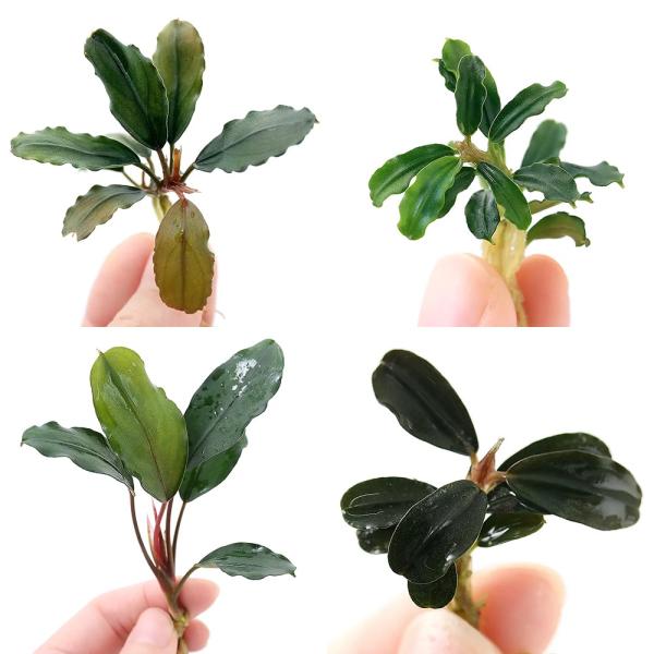 _aqua　熱帯魚　水草　クリプトとその近縁　ブセファランドラsp　水上葉　テラリウム　テラ向け　bnr_busesiju　陰性水草　低光量　サトイモ科　Araceae　ブセファランドラ属　Bucephalandra　ブケファランドラ　ブセ...