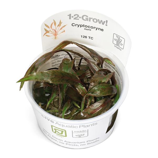 （水草）組織培養１−２−ＧＲＯＷ！ クリプトコリネ ヌーリー トロピカ製（無農薬）（１カップ） 126 TC