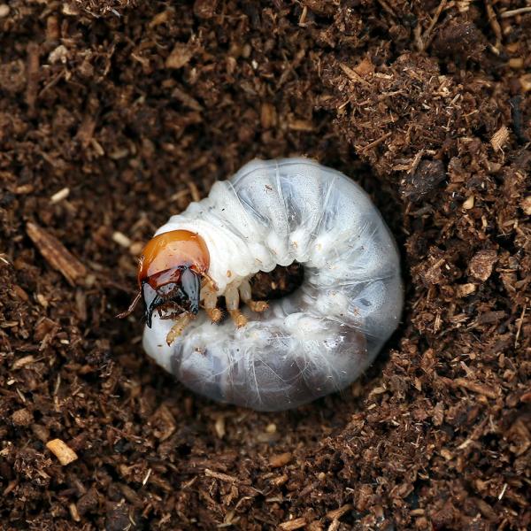 PF_SPQ　クワガタ　離島産　国産ヒラタ　ツシマヒラタ　　離島　Dorcus　titanus　castanicolor　restock