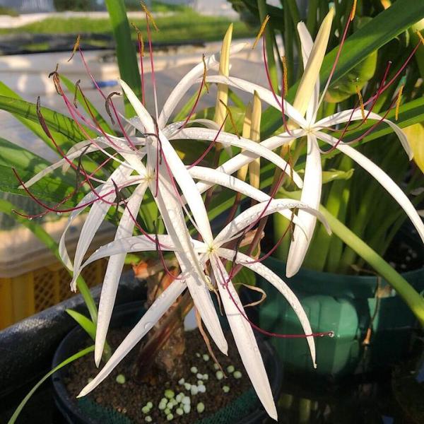 （ビオトープ）水生植物 クリナム ナタンス 東南便（水上葉）（無農薬）（１ポット）