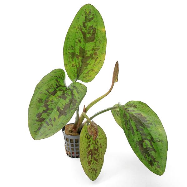 PF_SPQ　水草　エキノとその近縁　中景　後景　赤系　Ｅｃｈｉｎｏｄｏｒｕｓ　Ｓｕｎｓｅｔ　オモダカ科　エキノドルス属　Ａｌｉｓｍａｔａｃｅａｅ　Ｅｃｈ　エキノ　Ａｑｕａｒｉｕｓ　アクアリウス　フルール　YT　20230817 2023k...