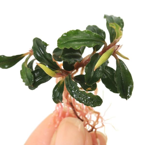 チャーム（charm） （水草）ブセファランドラsp．ダークファントム