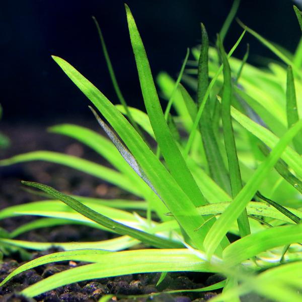 PF_SPQ　熱帯魚　水草　前景草　エイクホルニア　ミズアオイ　横に広がる　無農薬　ヘテランテラ　Heteranthera　zosterifolia　ミズアオイ科　Pontederiaceae　アメリカコナギ属　2023zenki　小型　水...