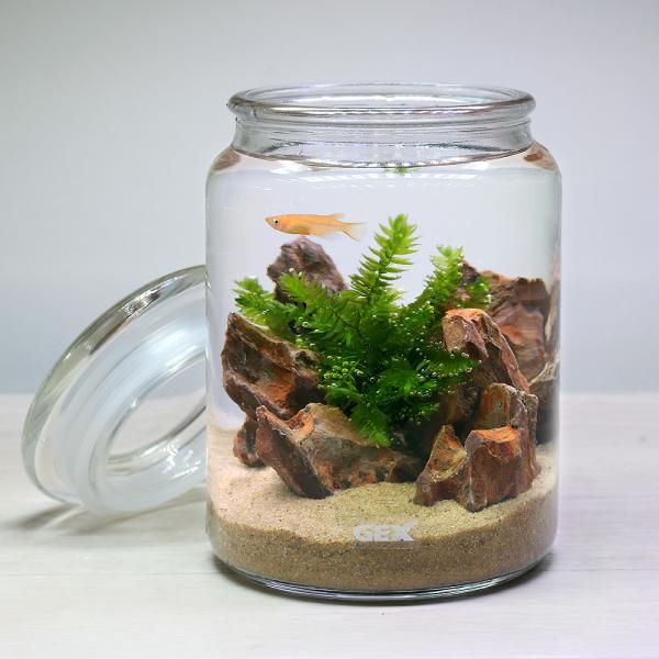 めだか 水草の人気商品 通販 価格比較 価格 Com