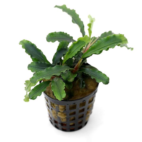 ijuZt@hDO[xxbgiANAt[jiP|bgj@kCEBq֗vۉ