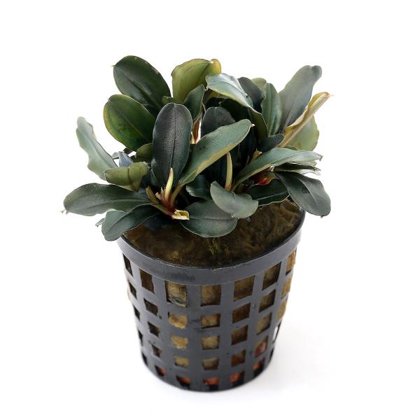 ブセファランドラ ティア 各種 アクアフルール ブセファランドラsp.ビブリス(アクアフルール)(1ポット) | チャーム