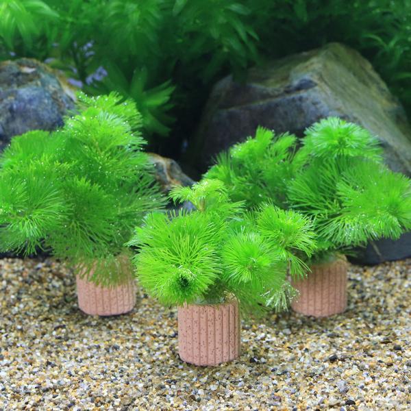 金魚　メダカ　水草　置くだけ　金魚藻　カモンバ　カボンバ　後景草　きめ細かい　カボンバカロリニアーナ　Cabomba　caroliniana　ライフマルチ　リング　ろ材　YT　20240302　y24m01　2024zenki　aquafe...