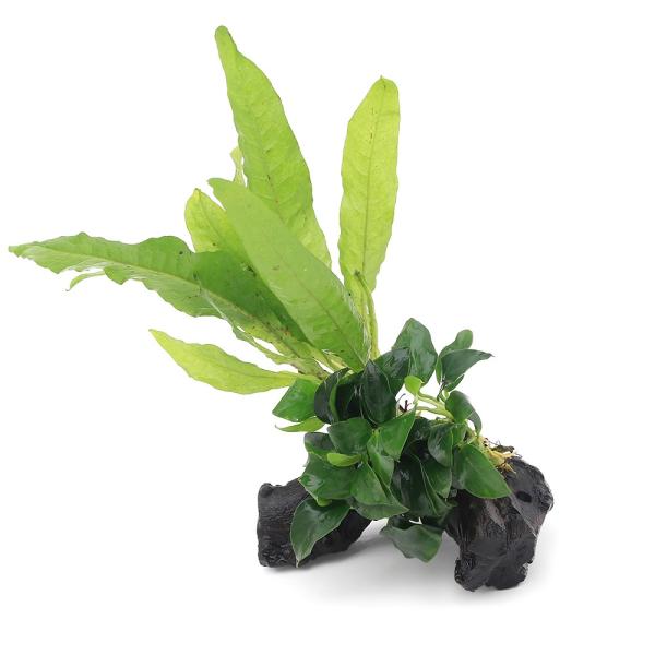 PF_SPQ　熱帯魚　水草　水草付き流木　モス／シダ付流木　all_plants　ミクロソリウム　ミクロソリウムはこちら　Microsorum　pteropus　Philippine　ウラボシ科　Polypodiaceae　ヌカボシクリハラ...