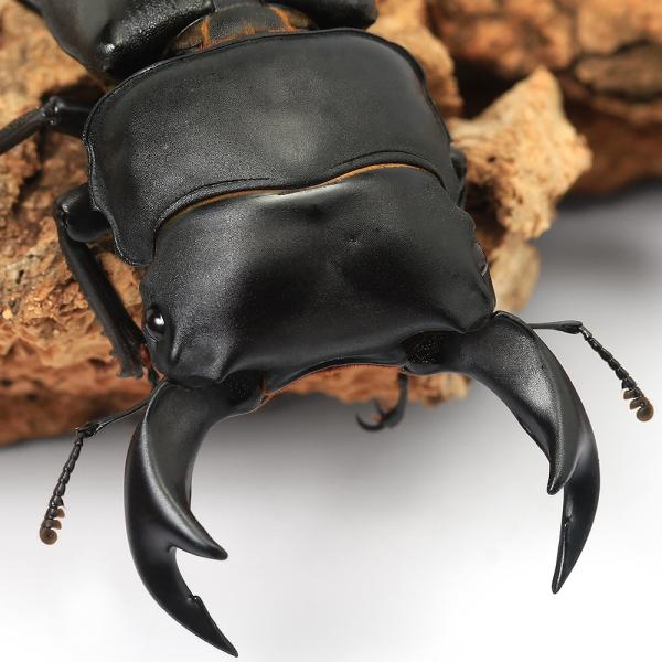 え*読様 オオコクワガタWF1 大型63㎜　超珍品 え*読様 オオコクワガタWF1 大型63㎜ 超珍品 オオコクワガタWF1 大型