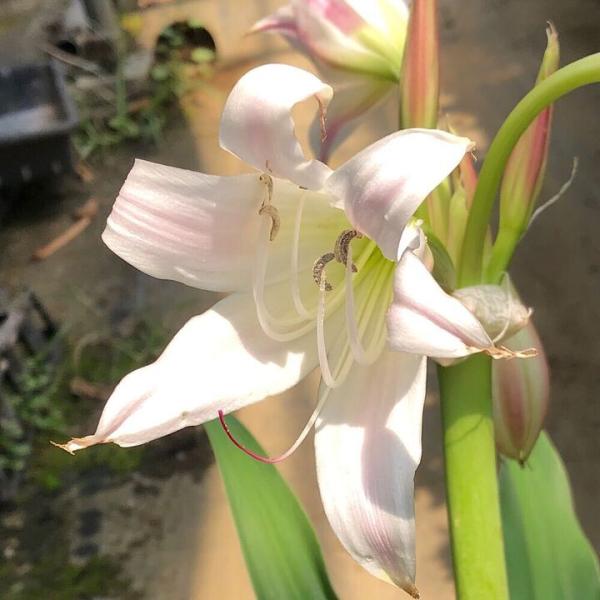 （ビオトープ）水生植物 クリナムｃｆ．ラティフォリウム タイ産（無農薬）（１ポット）