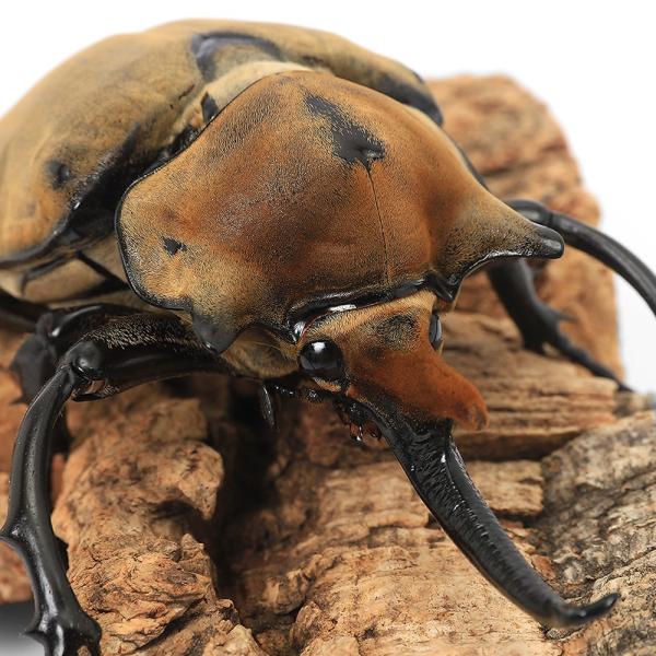 PF_SPQ　▲カブト　メガソマ　外国産カブト（成虫）　Megasoma　elephas　elephas　ゾウカブト　エレファスゾウカブトムシ　restock　weeklyinsect　irupaqtok　seitaiirupaqtok