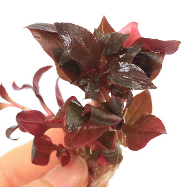 PF_SPQ　水草　中景草　赤系　株　小型　メダカ　小型水槽　前景草　アクアリウム　熱帯魚　ヒユ科　Amaranthaceae　ツルノゲイトウ属　Alternanthera　レインキーミニ　レインキー　ミニ　NH　20241009　2024...