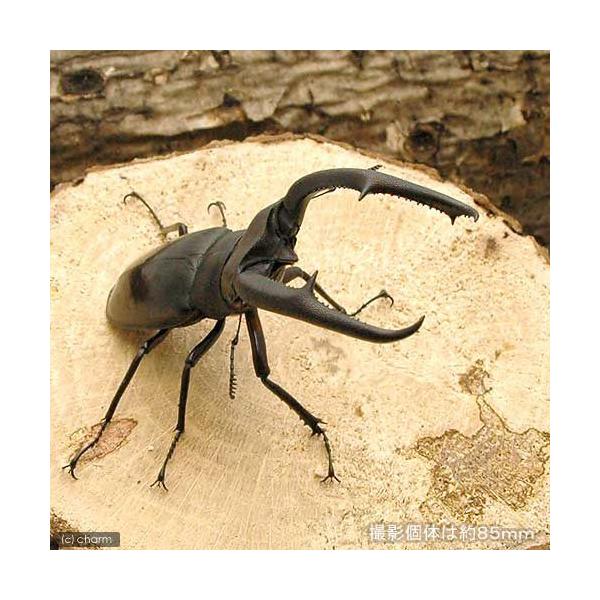 PF_SPQ　nesia_insect　クワガタ　フタマタクワガタ　外国産クワガタ　成虫　マンディブラリスフタマタクワガタ　スマトラ産　Hexarthrius　mandibularis　sumatranus　ｙ23ｍ03　ＲＹＭ　20230...