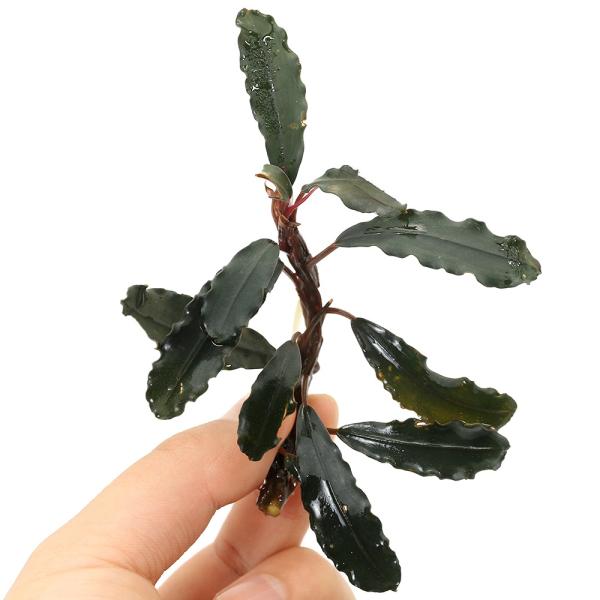 水草）ブセファランドラsp．ティアレッド（水上葉）（1株） 北海道