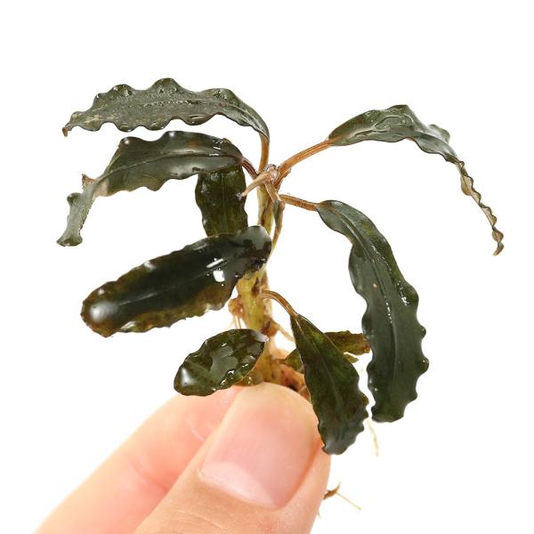 水草）ブセファランドラsp．ゴーストブルー（水上葉）（1株