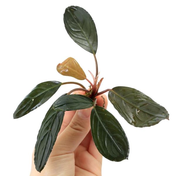Bucepharandra ブセファランドラ sp ケリス keris 水上葉 Bucepharandra ブセファランドラ sp ケリス keris 水上葉