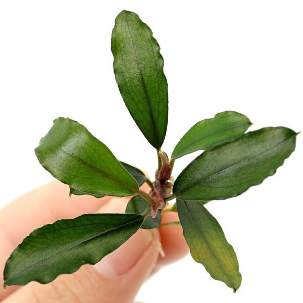 水草）ブセファランドラsp．シャインブルー（東南便）（水上葉）（1