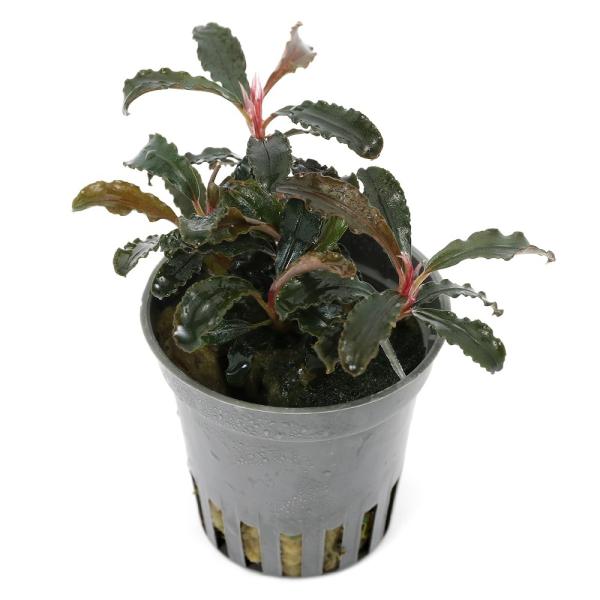 ブセファランドラ レッドスコーピオン chanet_405266