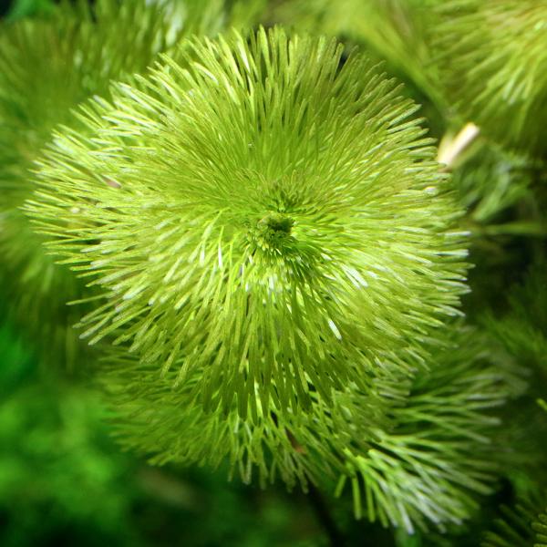 PF_SPQ　熱帯魚　カモンバ　金魚・メダカ　金魚藻　有茎　水草　後景草　きめ細かい　ハゴロモモ科　Ｃａｂｏｍｂａｃｅａｅ　ハゴロモモ属　Ｃａｂｏｍｂａ　南米　南米産　南米有茎　マニア向け　北米　seitaieventeb202510